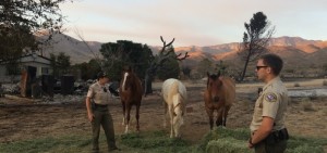 Animal Services officers with horses in the Kern River Valley. (photo from Kern County Animal Shelter Facebook page.)