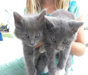 Two kittens rescued in Kernville, CA.
