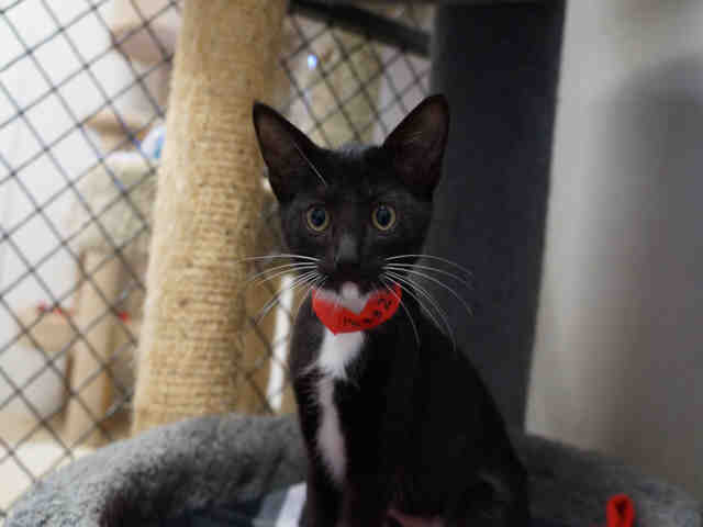 Rain is a 4 month old spayed domestic shorthair, up for adoption at the Palo Alto Animal Shelter.